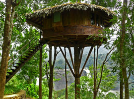 image of kerala rain forest Tour
