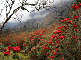 Image of Darjeeling Tour